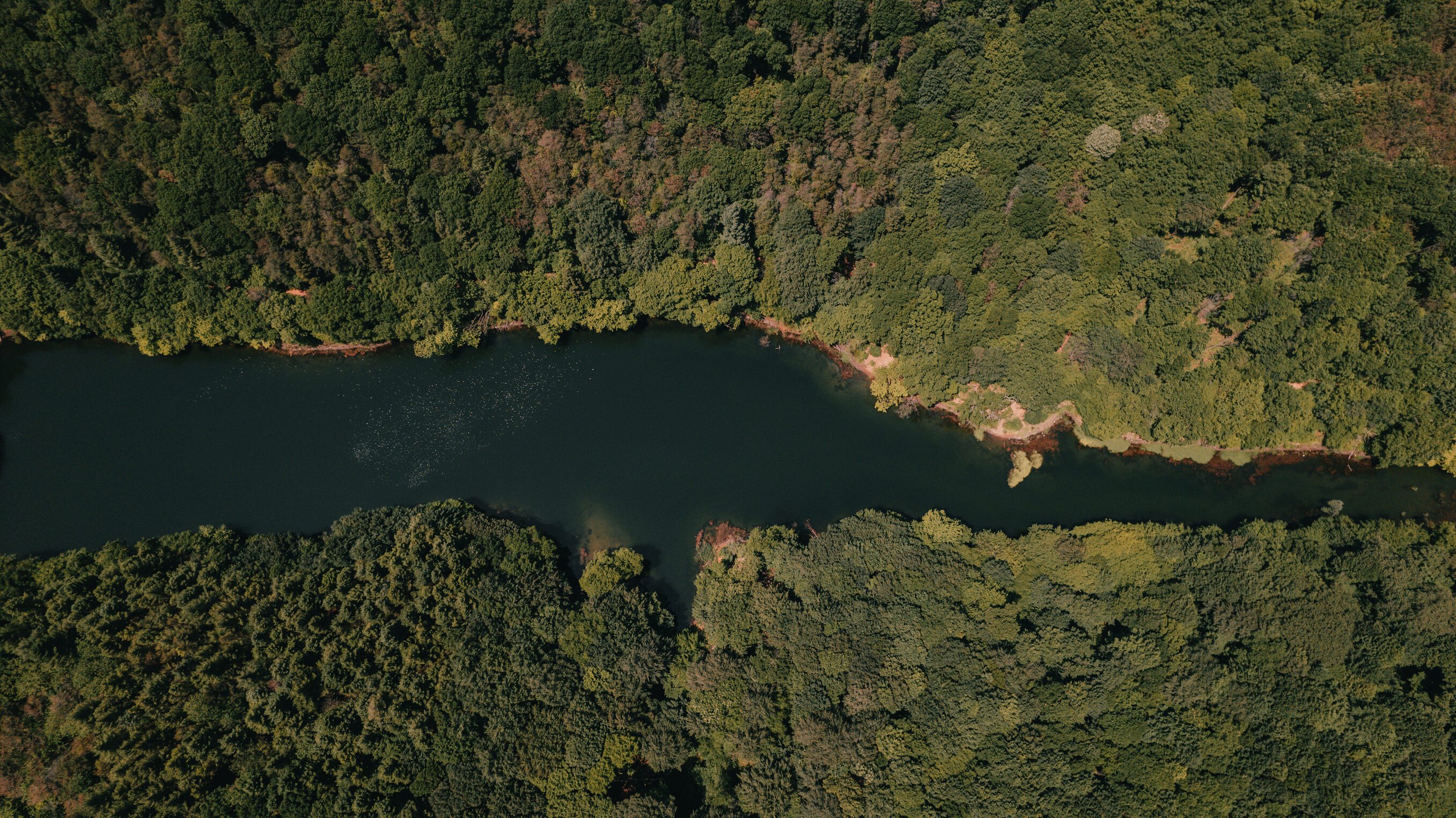 Aerial View of a Lake in the Forest